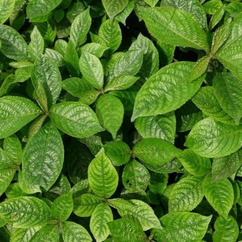 Baru Daun keji beling segar 500 gram daun keji beling - pecah beling