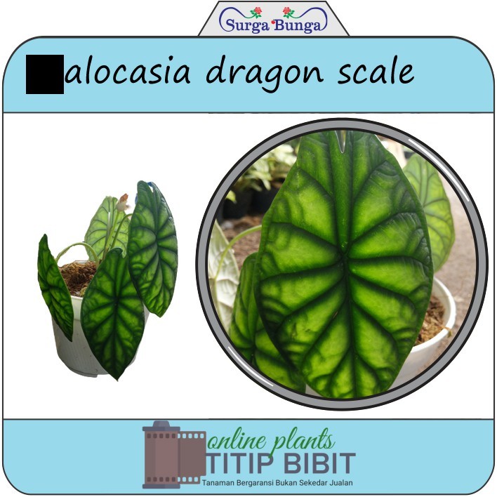 alocasia baginda (alocasia dragon scale) bibit tanaman hias daun