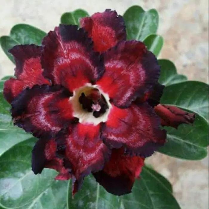 BIBIT ADENIUM OBESUM MERAH BUNGA TUMPUK
