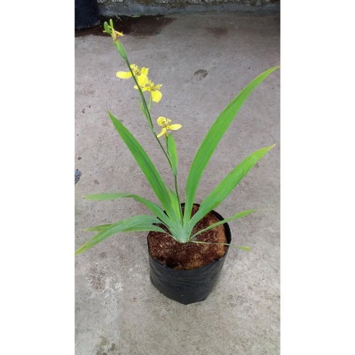 Tanaman Hias Bunga Iris kuning (iris pseudacorus) - Bunga Airis kuning - TitipBibit