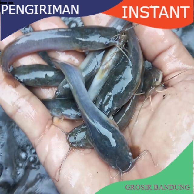 Bibit / benih ikan lele Sangkuriang 7 - 8 cm per 100 Ekor GROSIR BANDUNG