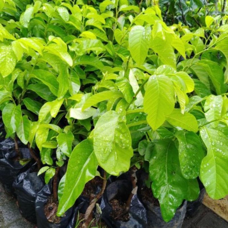 bibit srikaya jumbo thailand tampa biji