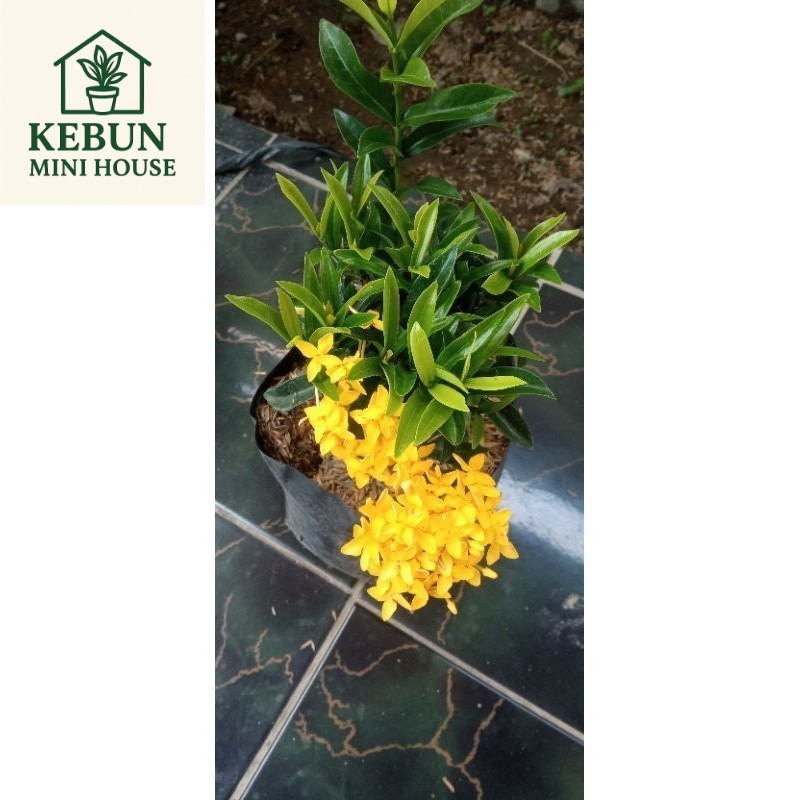 (NEW) Asoka kuning emas