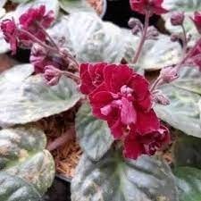 Tanaman Bunga Vilces Merah  (Saintpaulia ionantha.)- Violces Red