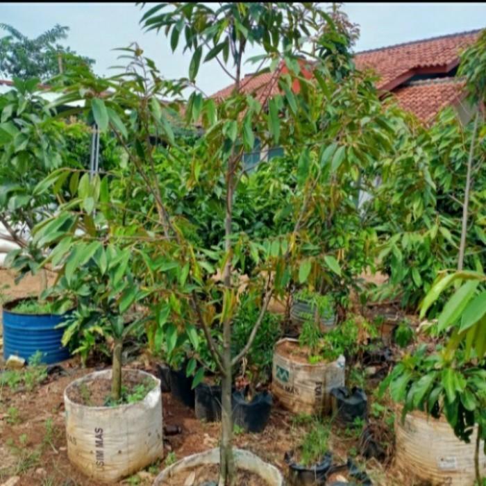Pohon Buah Durian Musang King. Tinggi 2 meter.