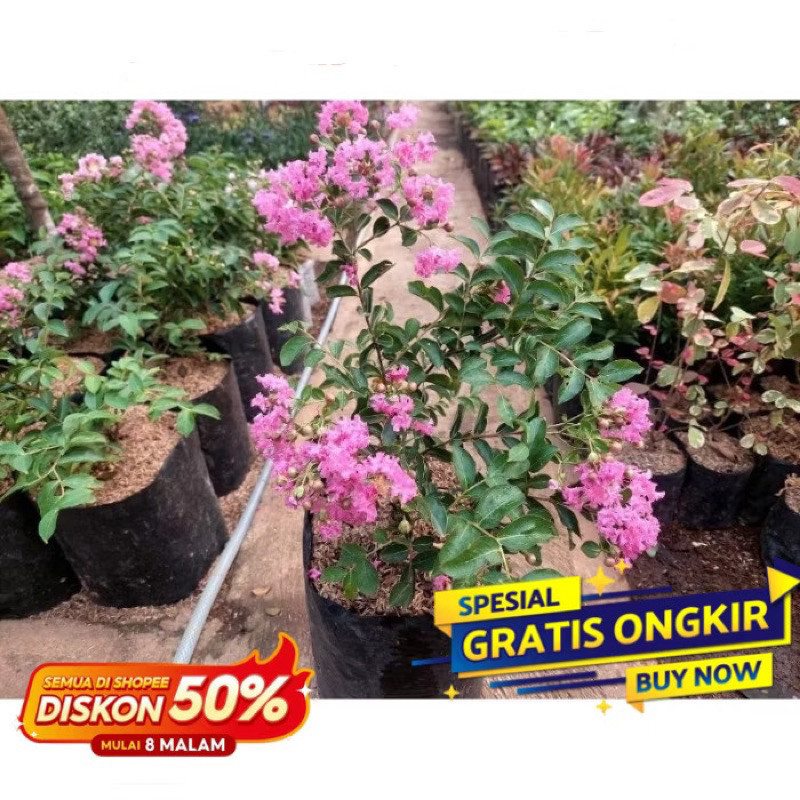 bibit pohon Tanaman Hias pohon bunga hidup Sakura tabebuya pink