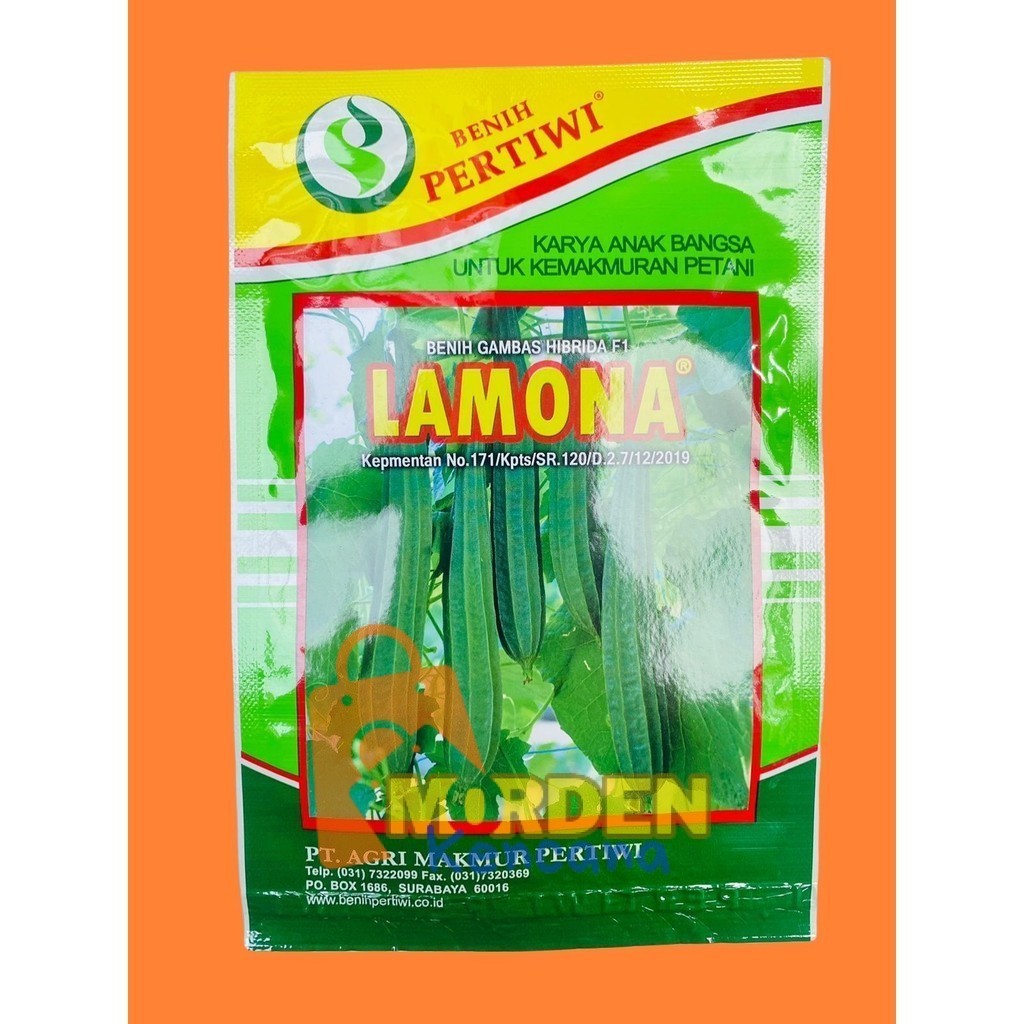 BENIH GAMBAS OYONG HIBRIDA F1 LAMONA dr PERTIWI MK