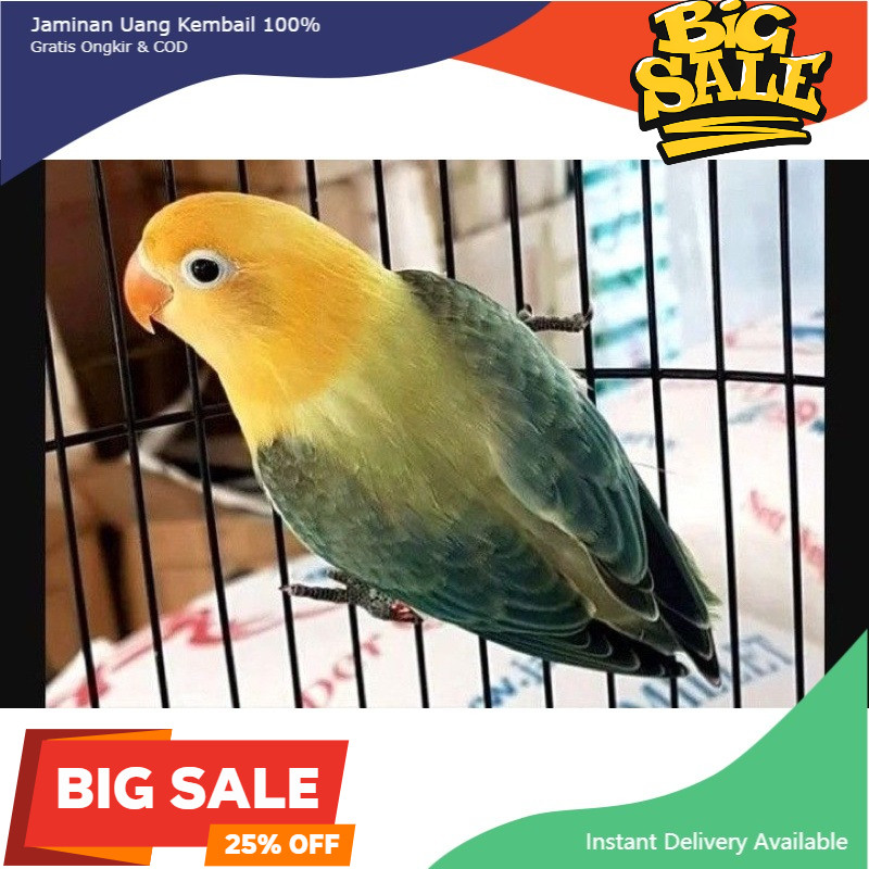 lovebird biola pb ewing Jantan/betina Satuan love bird
