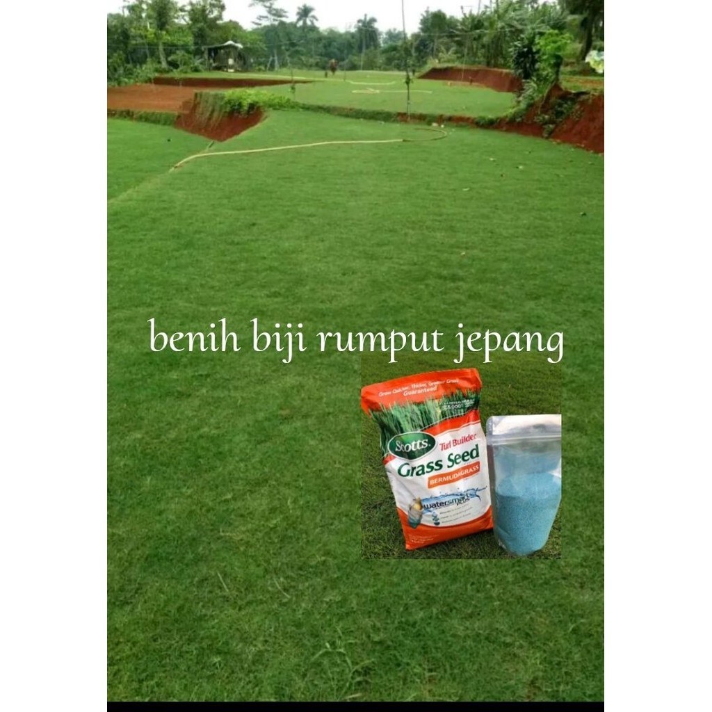 benih biji rumput jepang asli isi ( 700 biji ) - Bibit Rumput Jepang // RUMPUT HIDUP