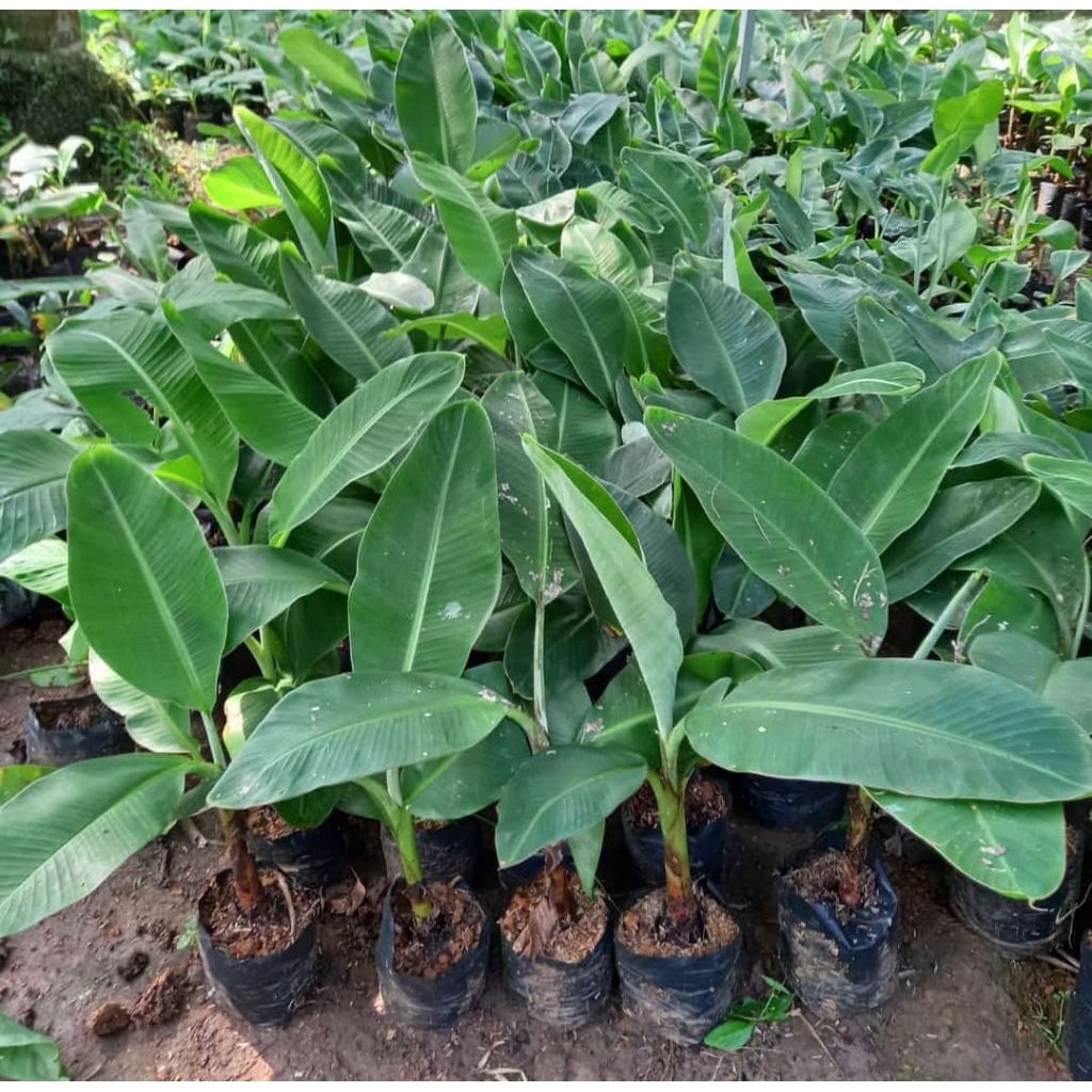 BIBIT PISANG FHIA-17 ORI PISANG MULYO