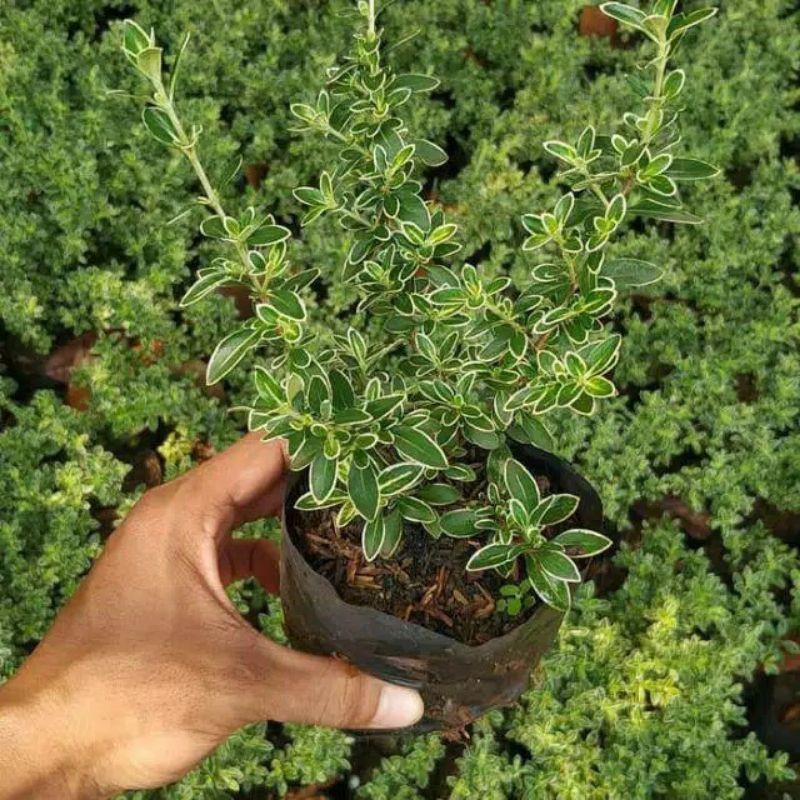 Bahan Bonsai Mame Mirten