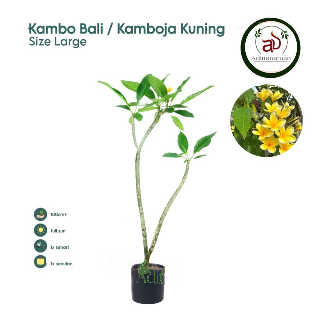 ( RIMBUN ) Tanaman Kamboja Bali Bunga Kuning Tinggi 1 Meter Pohon Kamboja