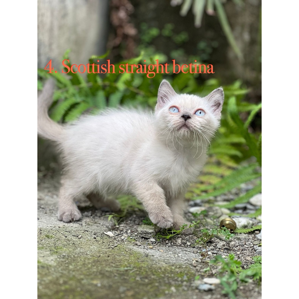 Kucing Munchkin cebol betina