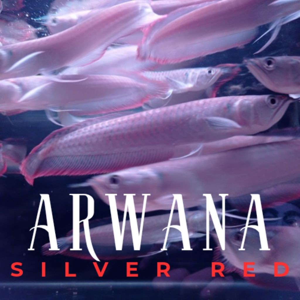 Ikan Hias Arwana Silver Red 22cm Sehat Mulus suka serangga bisa cod
