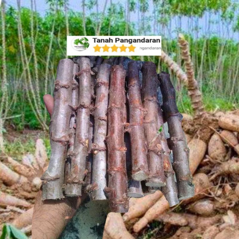 Bibit Pohon Singkong Ketan Super Hasil Besar (Stek Siap Tanam) / Pohon Singkong Ketan Indukan Besar