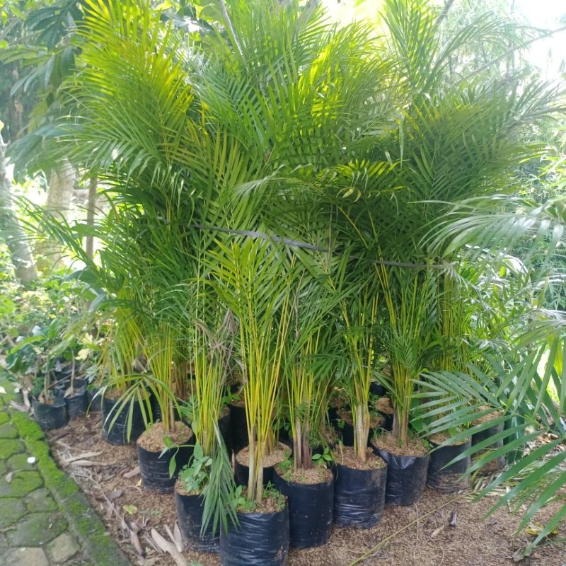 Pohon Palem kuning - Tanaman Hias Palem kuning tinggi 2 meter