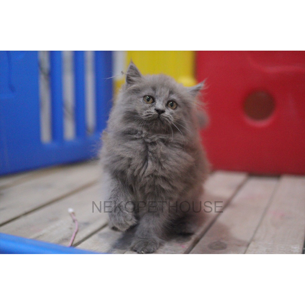 Persia Abu Lucu Gemas Imut Kucing Kitten Anak Kucing Persia
