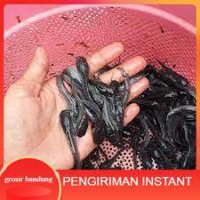 Bibit lele ukuran 5 - 6 cm per 500 ekor di bandung GROSIR BANDUNG
