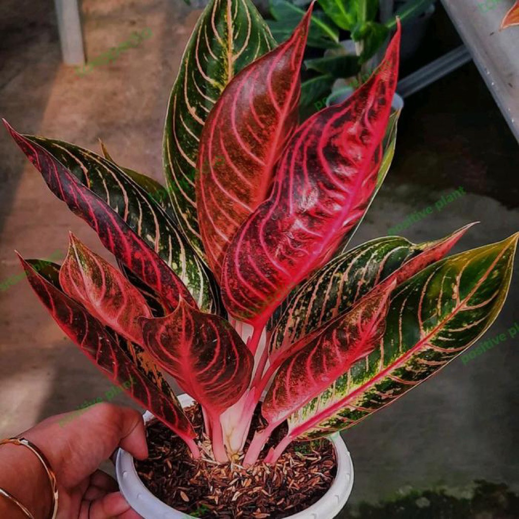 (BISA COD) tanaman hias aglonema red sumatra kondisi daun rimbun / aglonema pride of sumatra