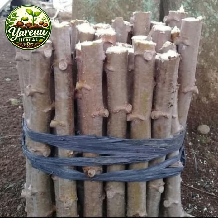 Paket 1 Ikat Bibit Stek Batang Pohon Singkong Apuy / Singkong Putih