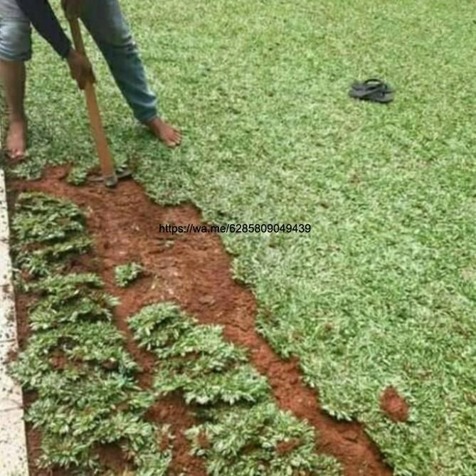 Tanaman Rumput/Rumput Gajah Mini Varigata, ukuran 1×1 Meter.
