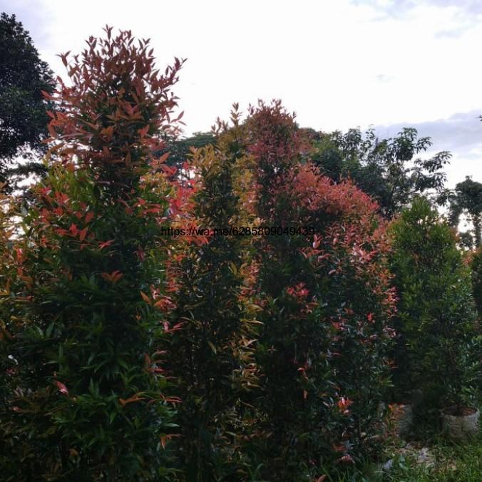 Grosir pohon pucuk merah 2 meter