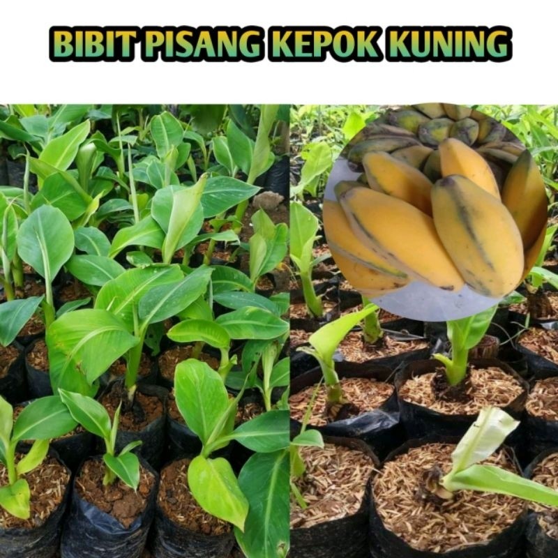 Promo BIBIT PISANG KEPOK KUNING SUPER