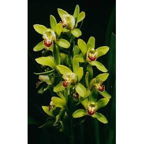 Tanaman Hias Anggrek Cymbidium Asli