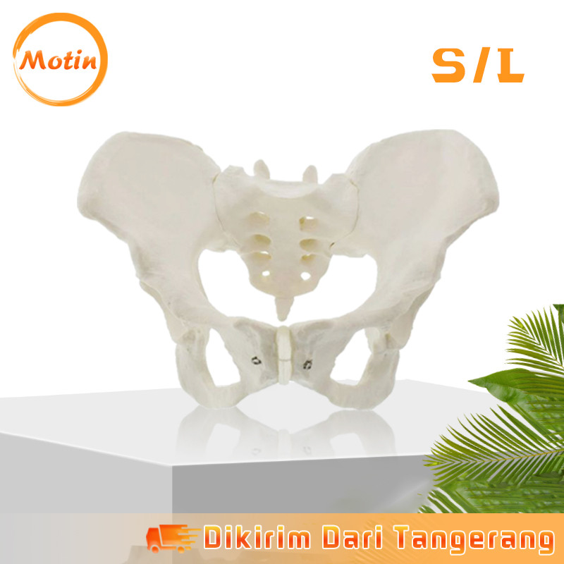 Phantom Panggul Wanita Alat Peraga Tulang Panggul Model