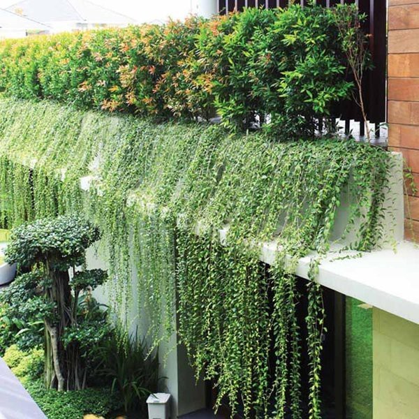 Tanaman Hias Daun Lee Kwan Yew (Vernonia elliptica) - taman BERGARANSI