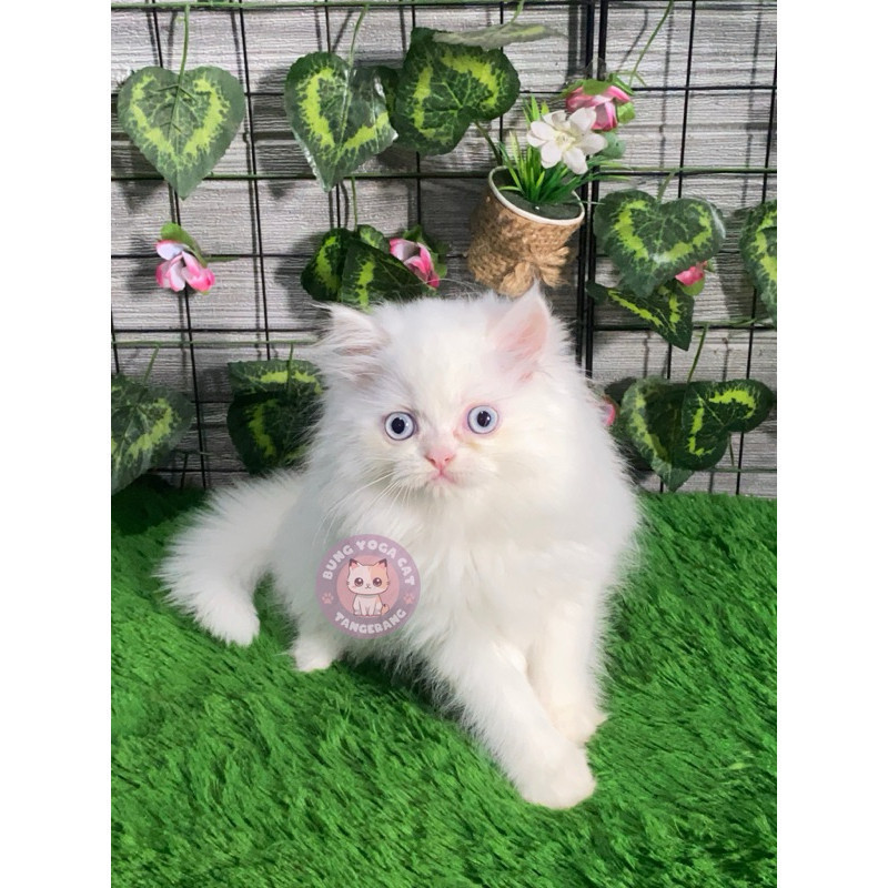 KUCING PERSIA MEDIUM FLATNOSE HIMALAYA LEPAS ADOPSI KUCING TANGERANG