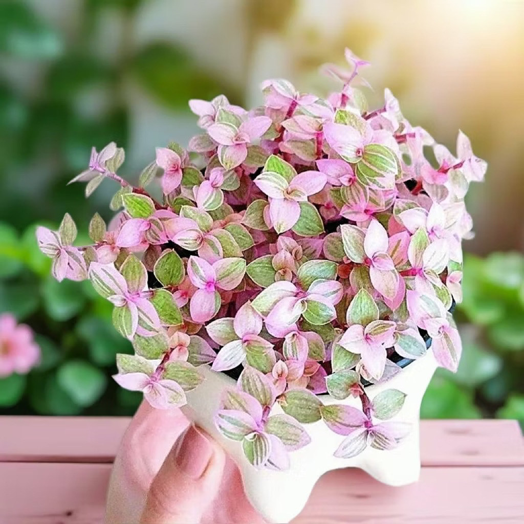 ( mp 5 ) PROMO Tanaman Hias Gantung Kribo Variegata / Tanaman hidup Bunga Hias Gantung Kribo Pink Ta