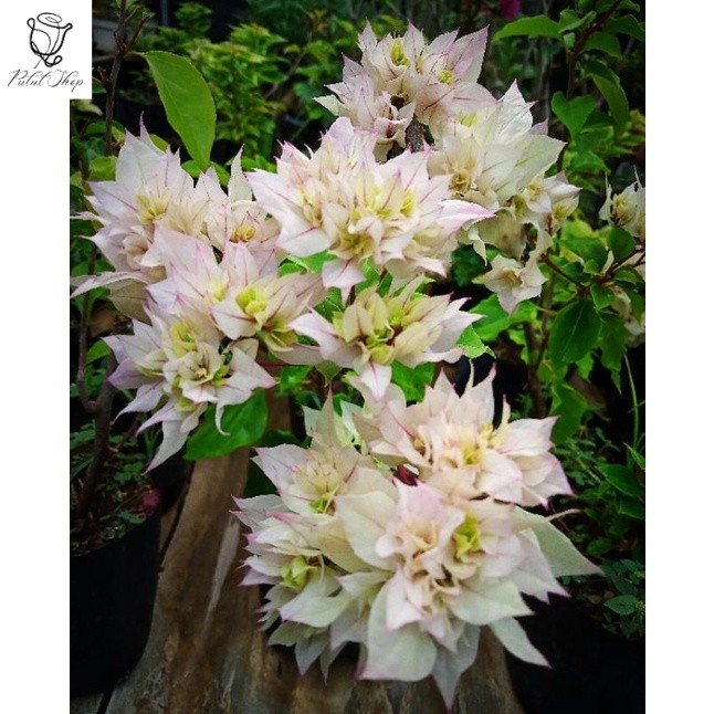 Bougenville Hawai Putih, Bougenville Cherry Blossom