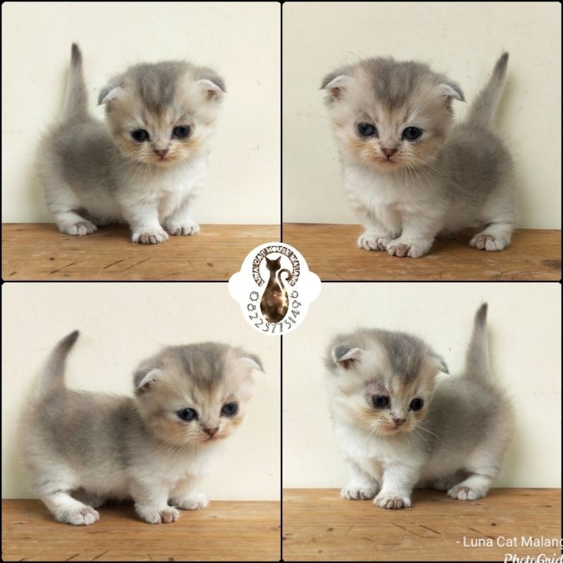 kucing munchkin gaelic fold