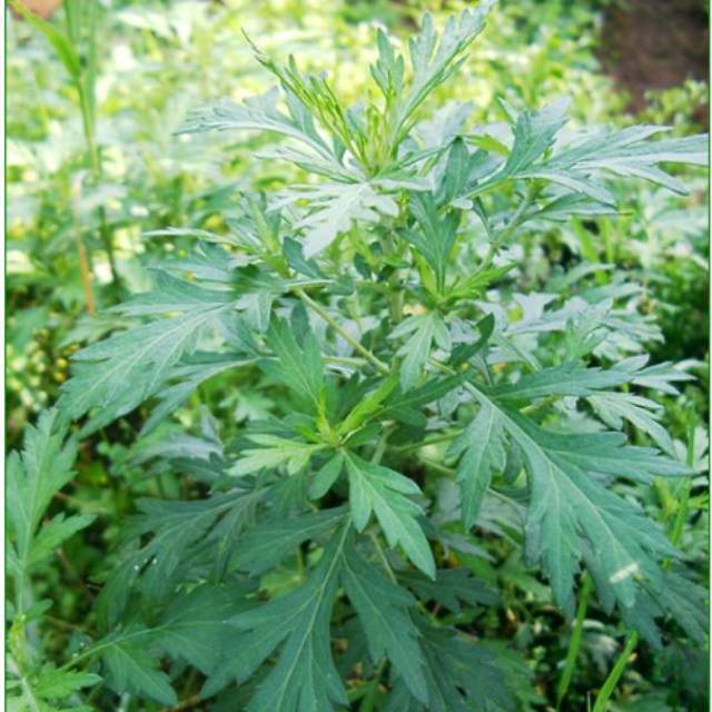 Mugwort - tanaman daun baru cina
