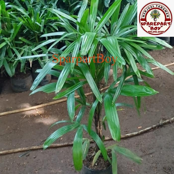 pohon palem regu, tanaman palem regu