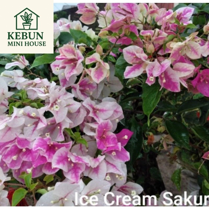 (NEW) tanaman hias Bougenville Bunga ice cream sakura / pohon Bougenvile