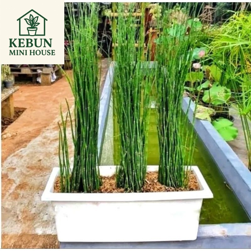 (NEW) tanaman hias bambu air mini - pohon lidi - lidian bambu air bibit (Tanaman hias hidup indoor m