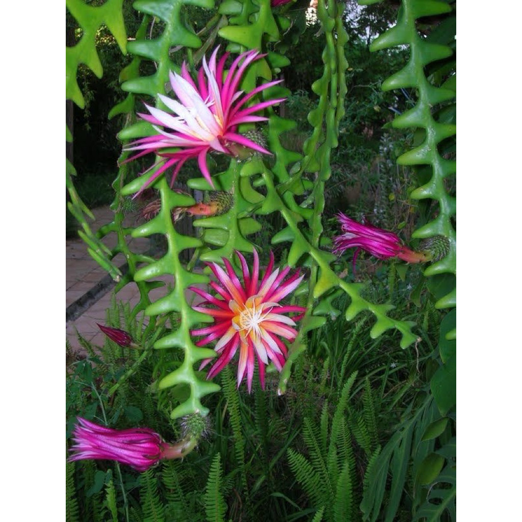 TANAMAN TERAS HIJAU - Tanaman Hias Wijaya Kusuma Keris - Wijaya Kusuma - Bunga Wijaya Kusuma Keris