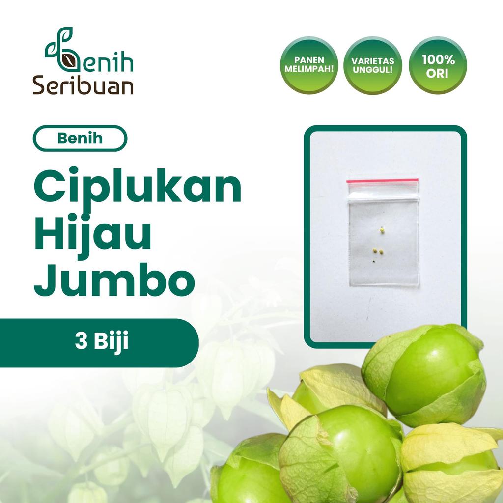 Benih Seribuan - 3 Benih Buah Ciplukan Hijau Jumbo Tanaman Heirloom