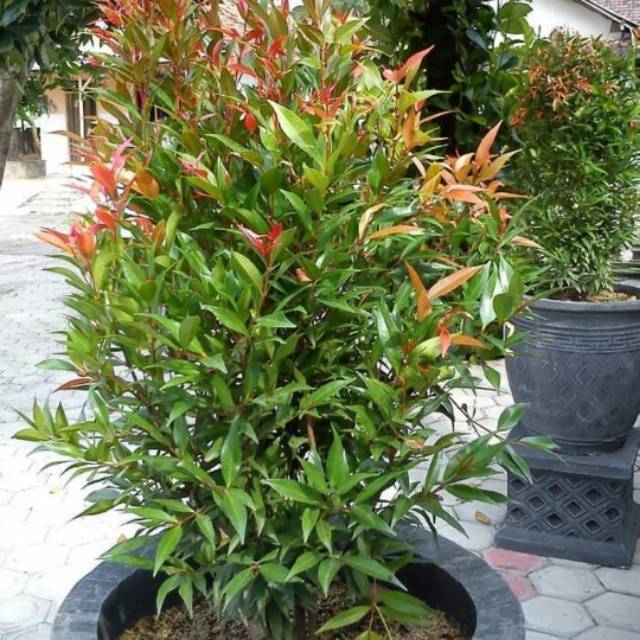 Tanaman hias pucuk merah 1 meter - pucuk merah biji