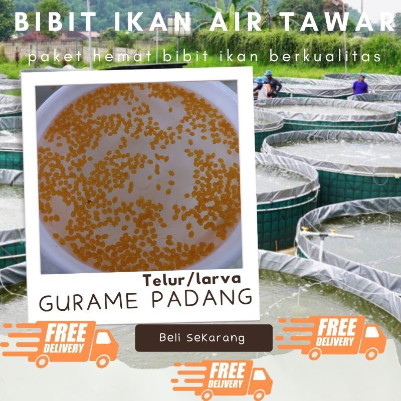 TELUR GURAME PADANG PAKET 600TELUR GURAME PADANG MURAH LARVA/TULUR BIBIT GURAME PADANG BERKUALITAS