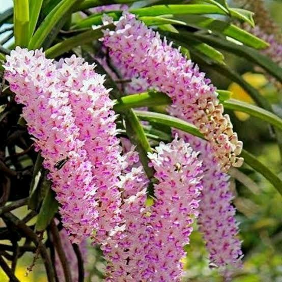 Anggrek retusa dewasa/ Anggrek ekor tupai Siap berbunga - Pink - PUTIH