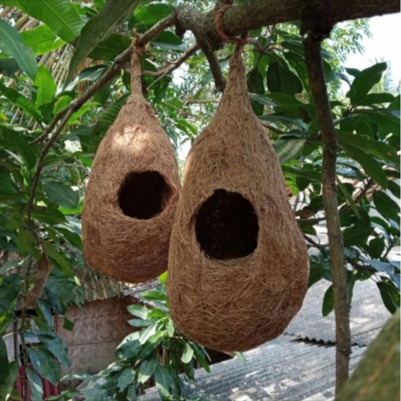 glodok burung alami sarang burung love bird parkit sarang burung unik