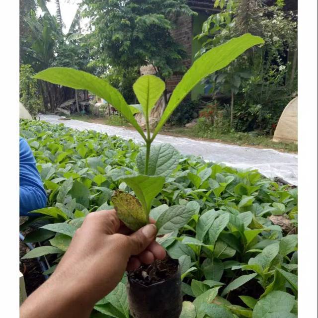 BIBIT POHON JATI EMAS SUPER UNGGUL