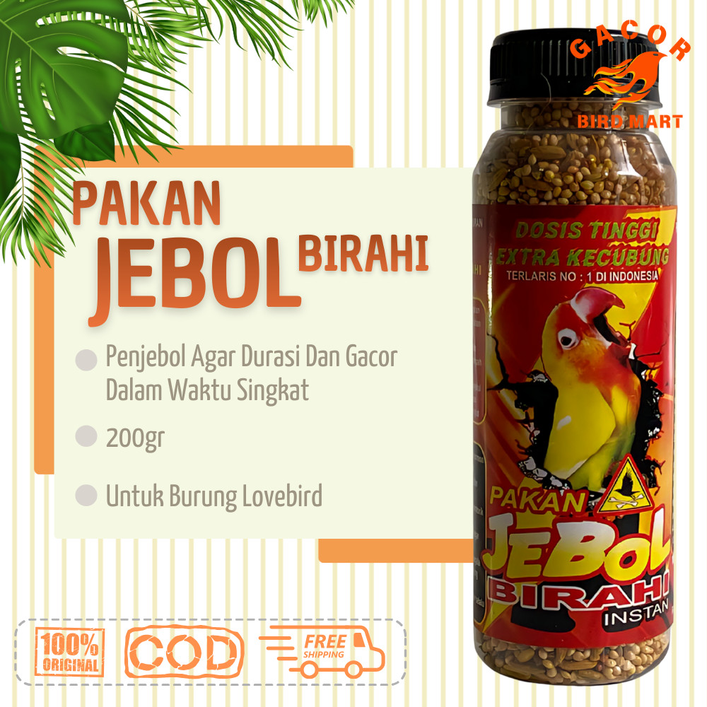 Pakan Jebol Birahi Pakan konslet untuk jebol birahi Dosis tinggi