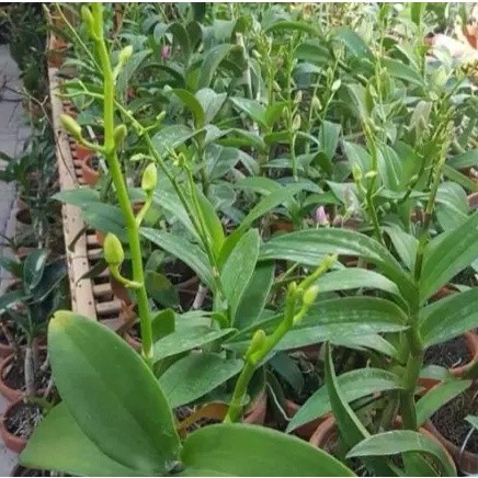 Paket 5 pohon Anggrek Dendrobium Dewasa Spike Knop Berbunga - Anggrek Dendrobium sudah berbunga
