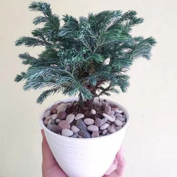 PROMO Tanaman Hias Cemara Perak Silver / Tanaman Hidup Cemara Perak Silver Bunga Hias Cemara Perak K