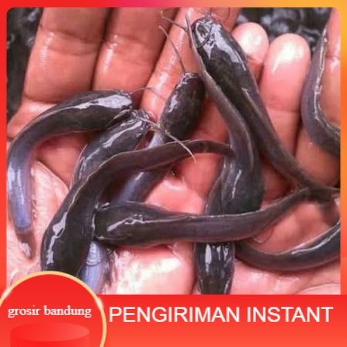 Bibit lele ukuran 6 - 7 cm per 500 ekor di bandung GROSIR BANDUNG