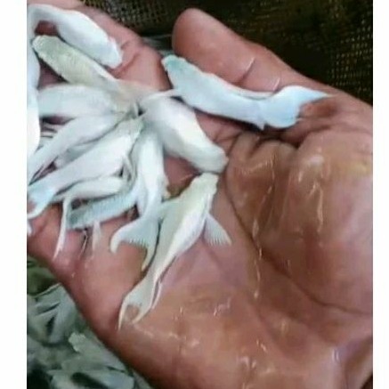TERLARIS Readyikan hias molly platinum fish white cawang / ikan molly putih albino / ikan moly albin
